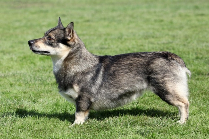 Västgötaspets (Vallhund)