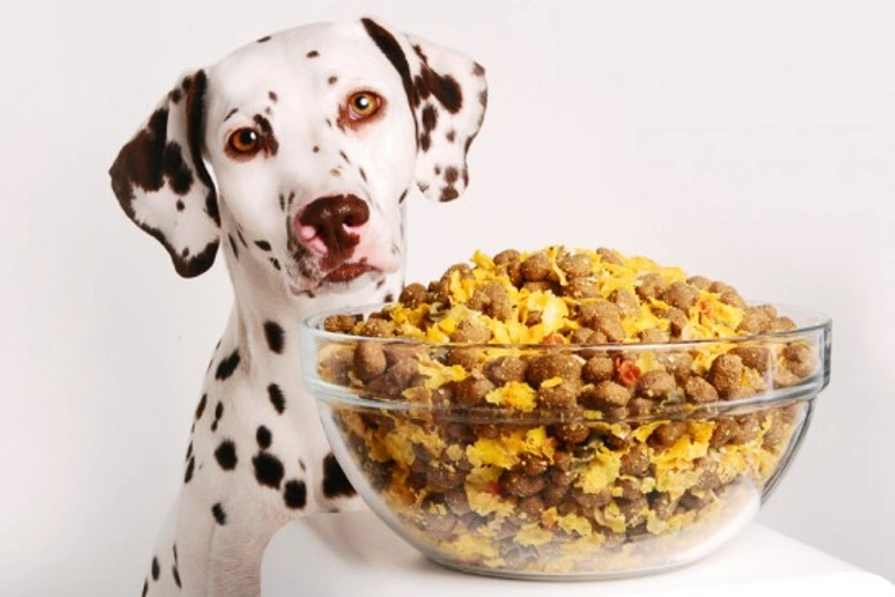 7 Benefits of Homemade Dog Food and How to Make It Affordable