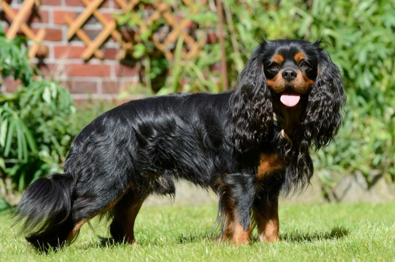 Cavalier King Charles Spaniel
