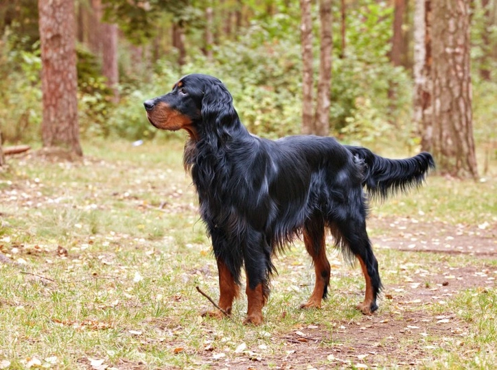 Gordon Setter