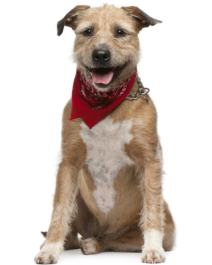 Griffon Fauve de Bretagne