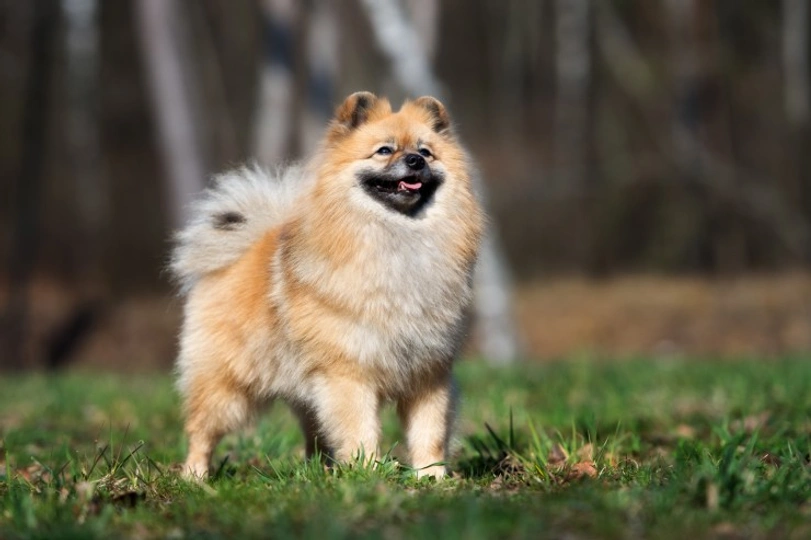 German Spitz