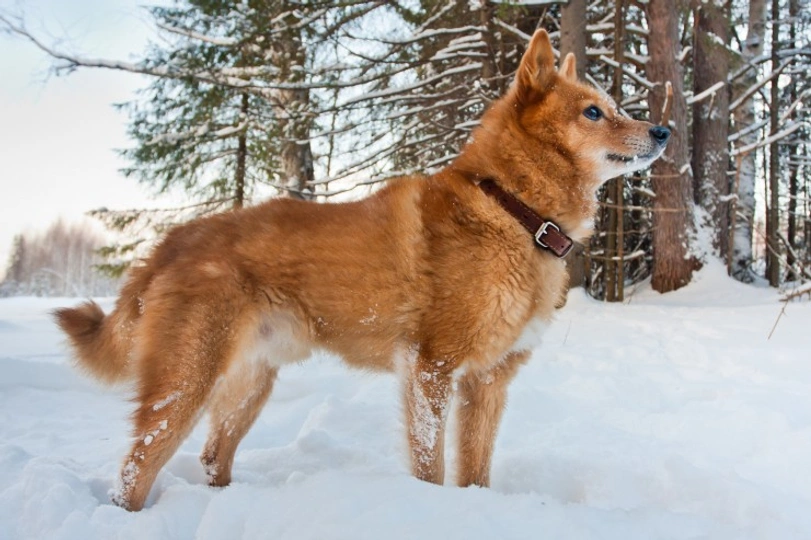 Finnish Spitz