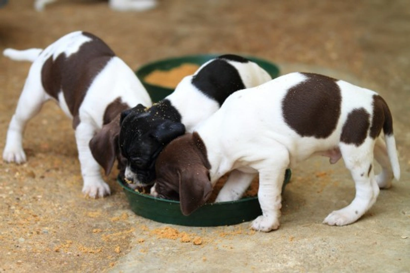 Complete Guide to Feeding Your Puppy