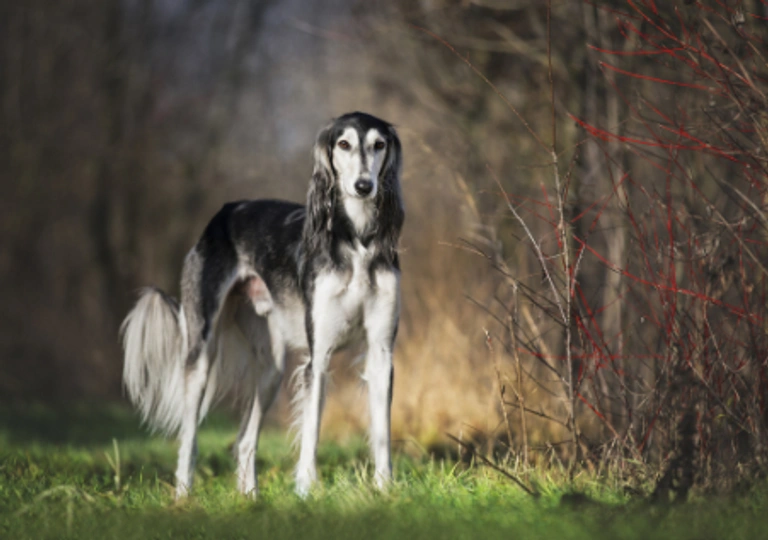 Saluki