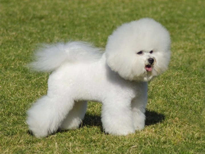Bichon Frisé