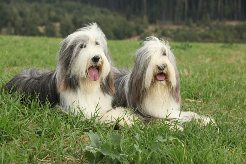 Bearded Collie