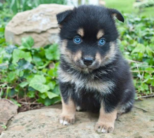 Pomsky