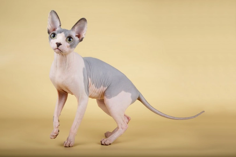 Sphynx
