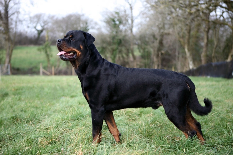 Rottweiler