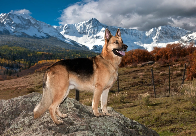 German Shepherd