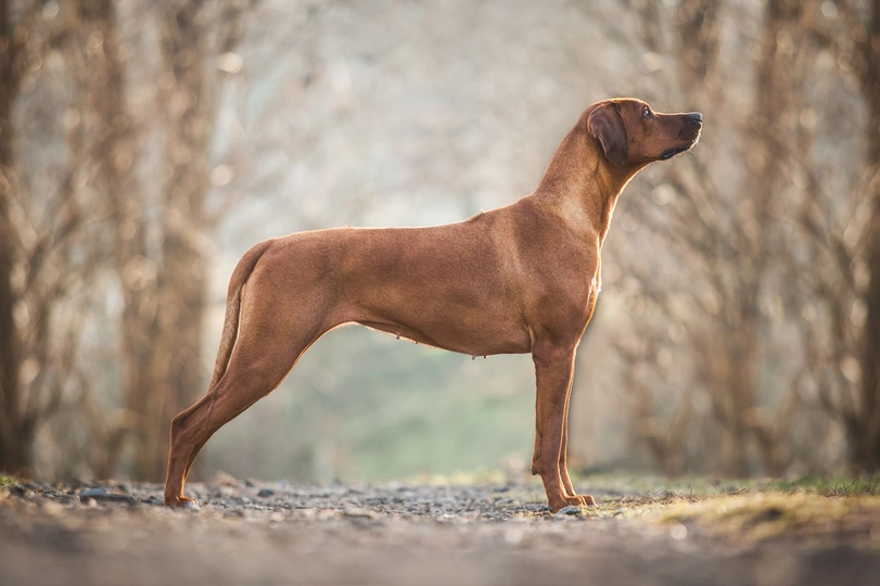 Rhodesian Ridgeback