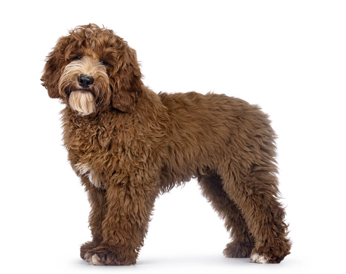 Australian Labradoodle