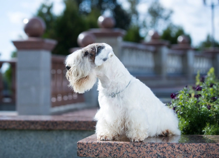 Sealyham Terrier