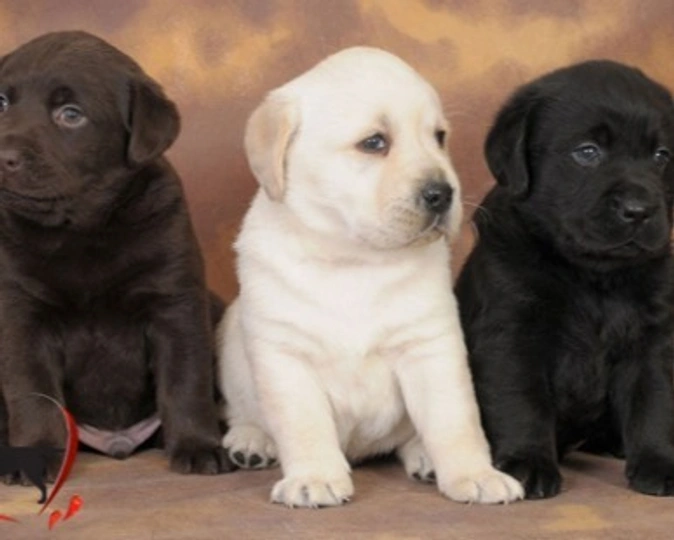 Labrador colori: origine dei tre mantelli ufficiali