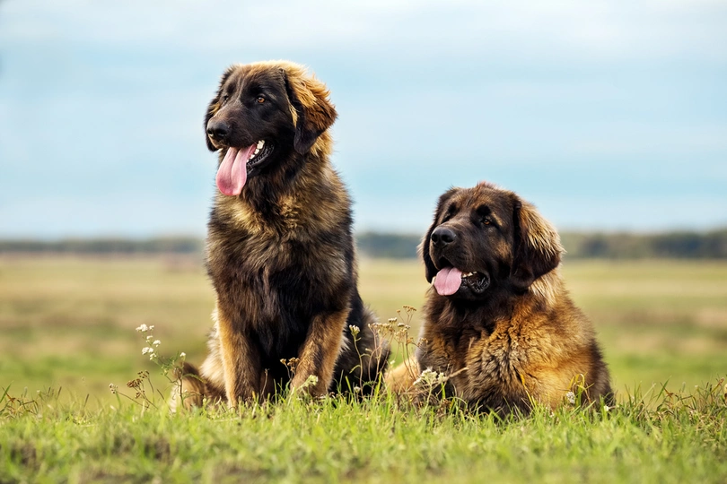 Leonberger