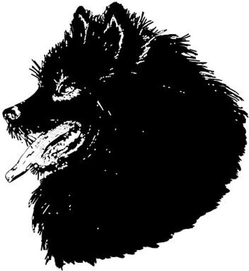 Spitz pequeño - Kleinspitz