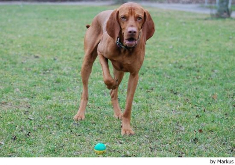 Vizsla korthaar