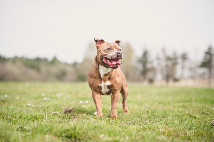 Staffordshire Bull Terrier