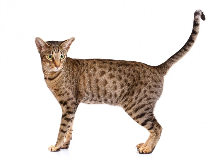  Ocicat