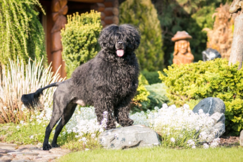 Portuguese Water Dog