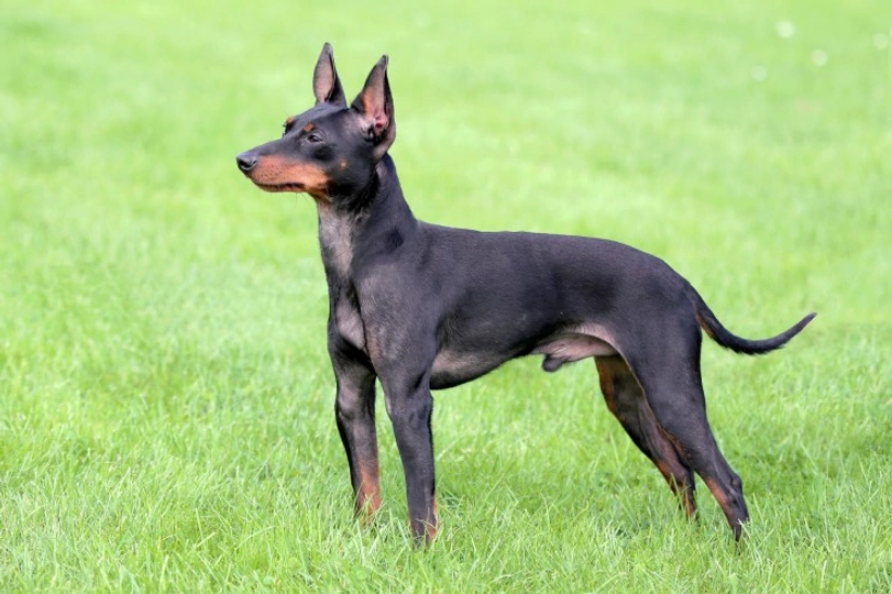 English Toy Terrier