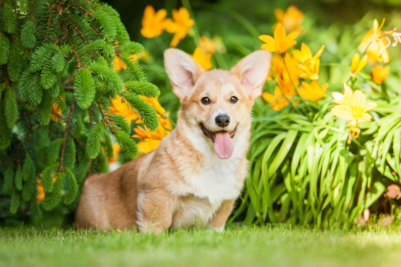 Welsh Corgi Pembroke