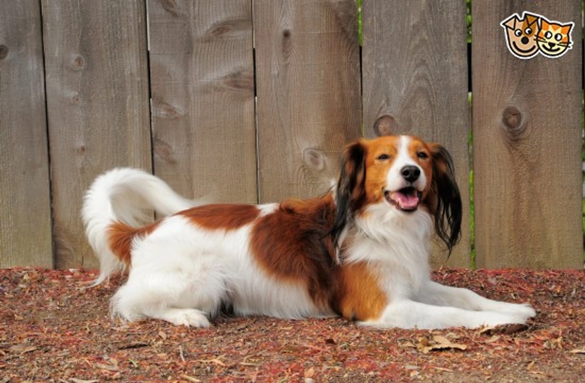 Kooikerhondje