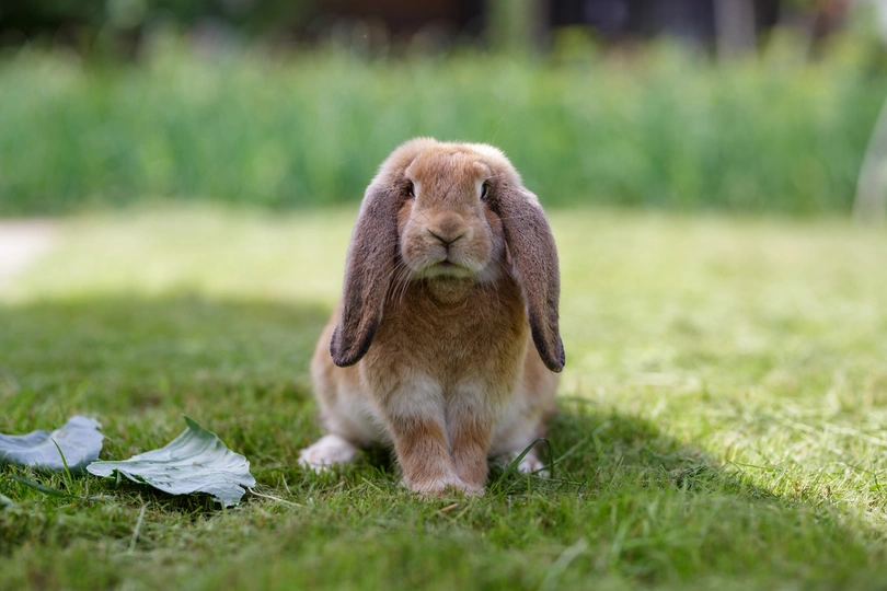 French Lop