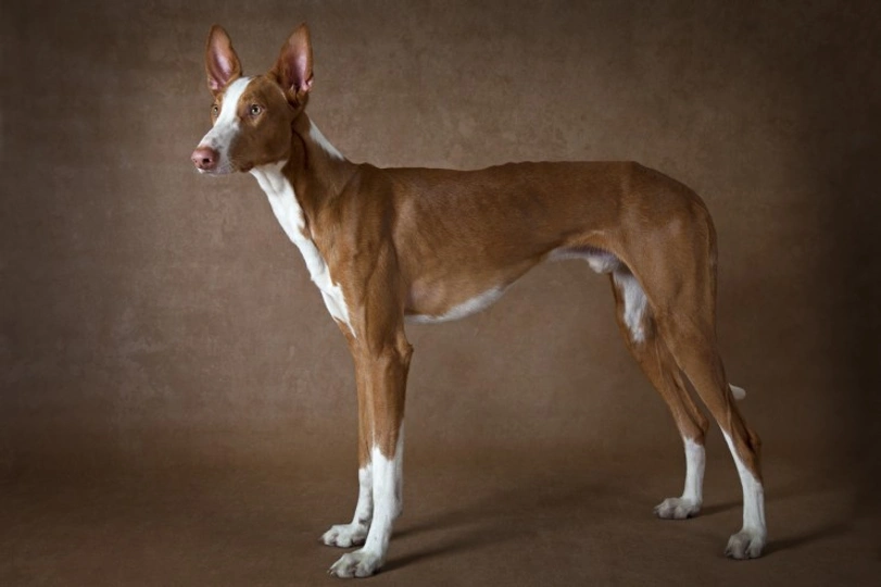Ibizan Hound