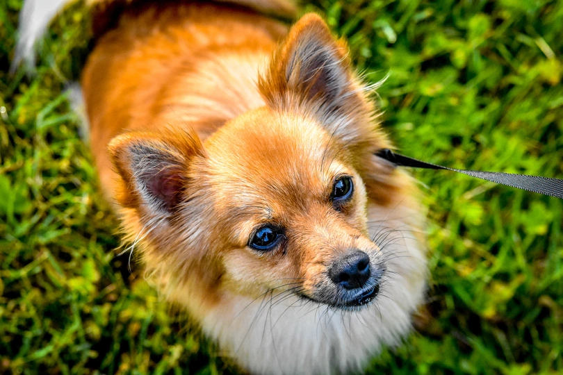 Pomchi