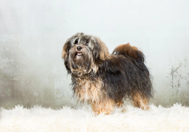 Havanese