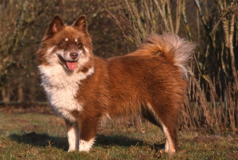Finnish Lapphund