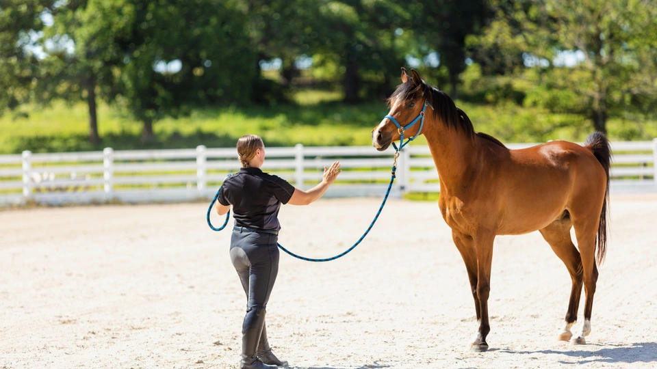 Fokus på unga hästar: Hållbar unghästutbildning och mental utveckling