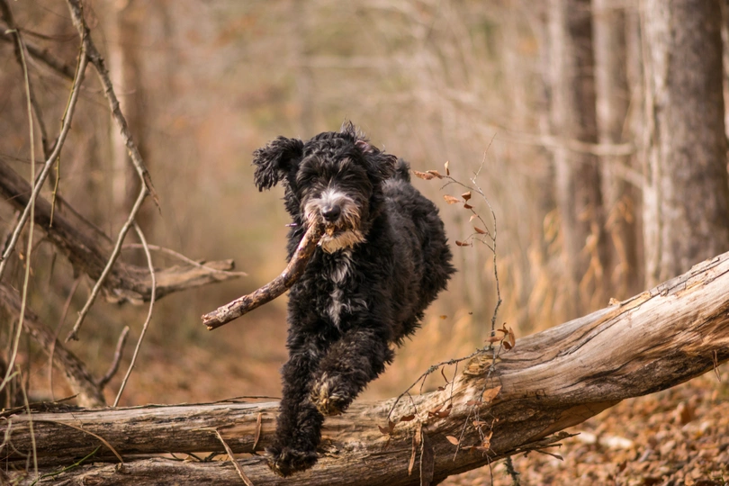 Aussiedoodle