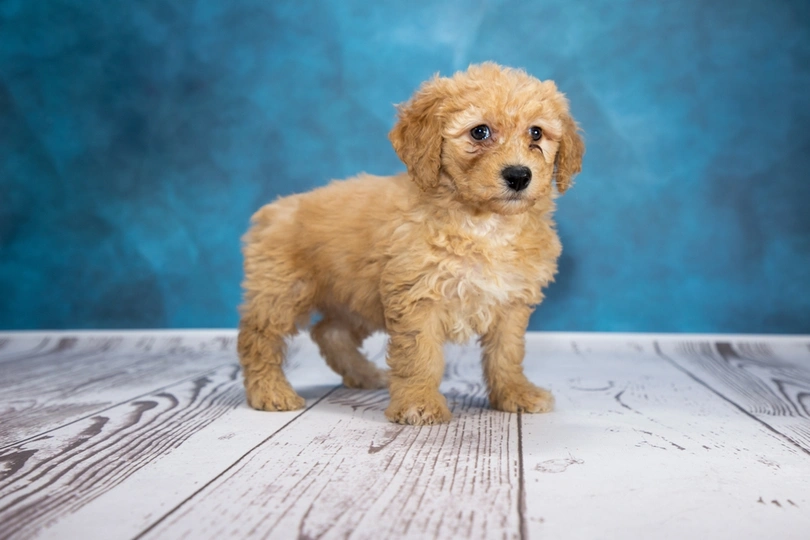 Yorkiepoo