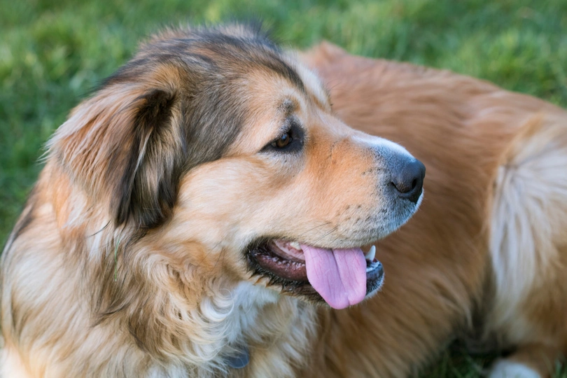 Golden Shepherd