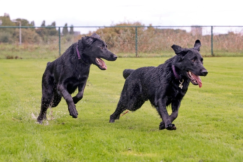 Sheprador