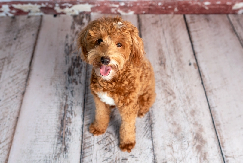 Mini Goldendoodle