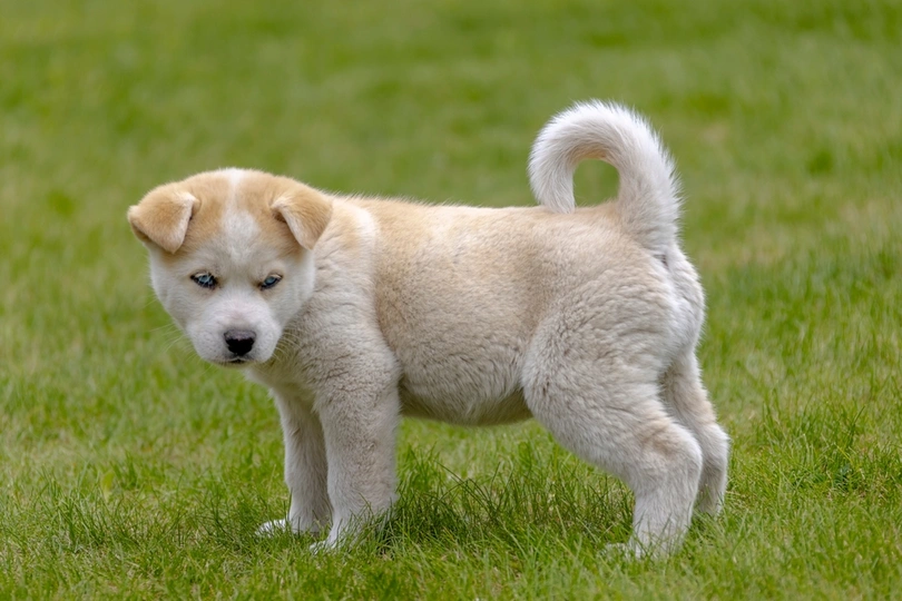 Huskita