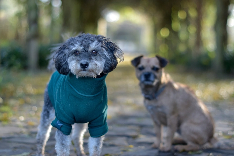 Westiepoo