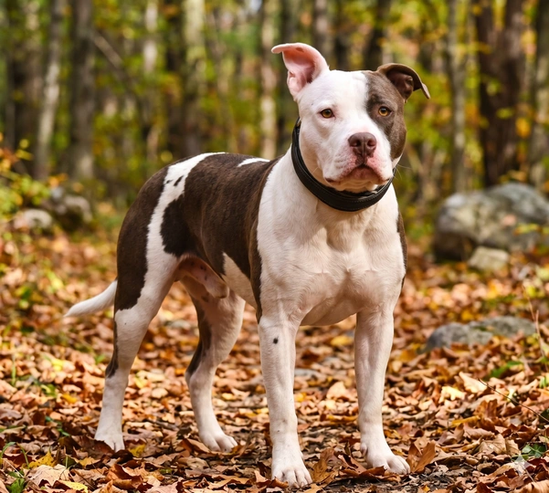 American Bull Staffy