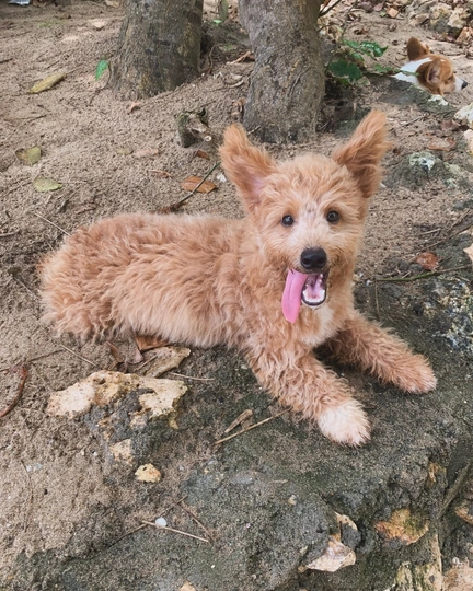 Corgipoo