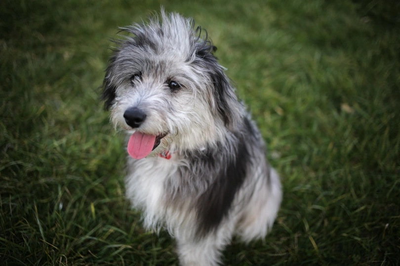 Mini Aussiedoodle