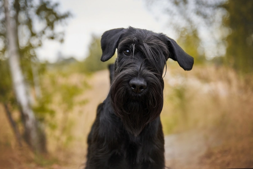 Standard Schnauzer
