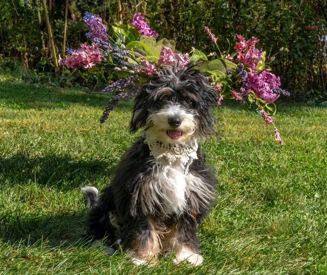 Mini Bernedoodle
