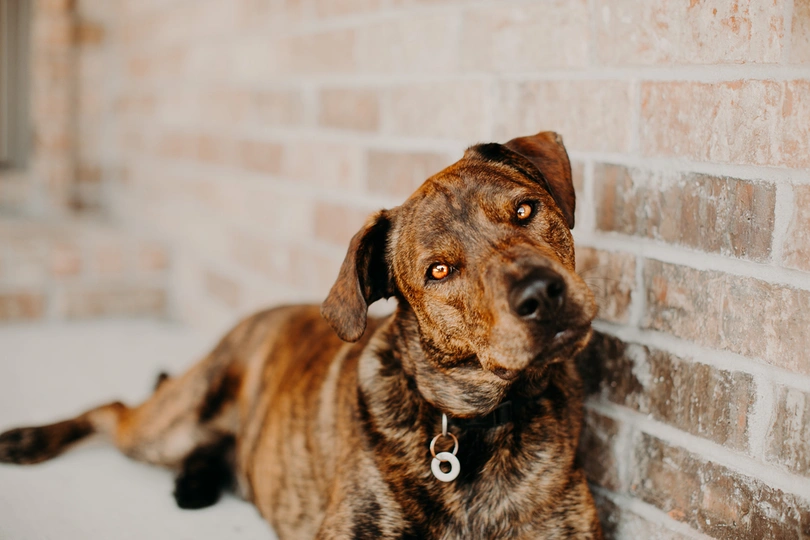 Mountain Cur