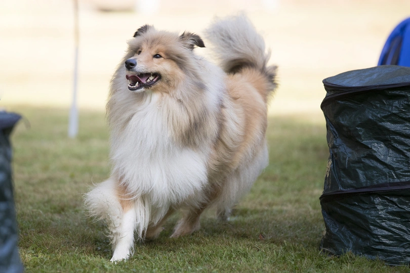 Scotch Collie