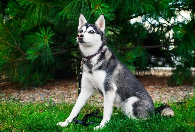 Alaskan Klee Kai