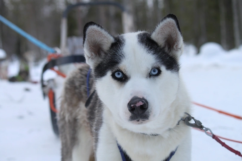 Alaskan Husky